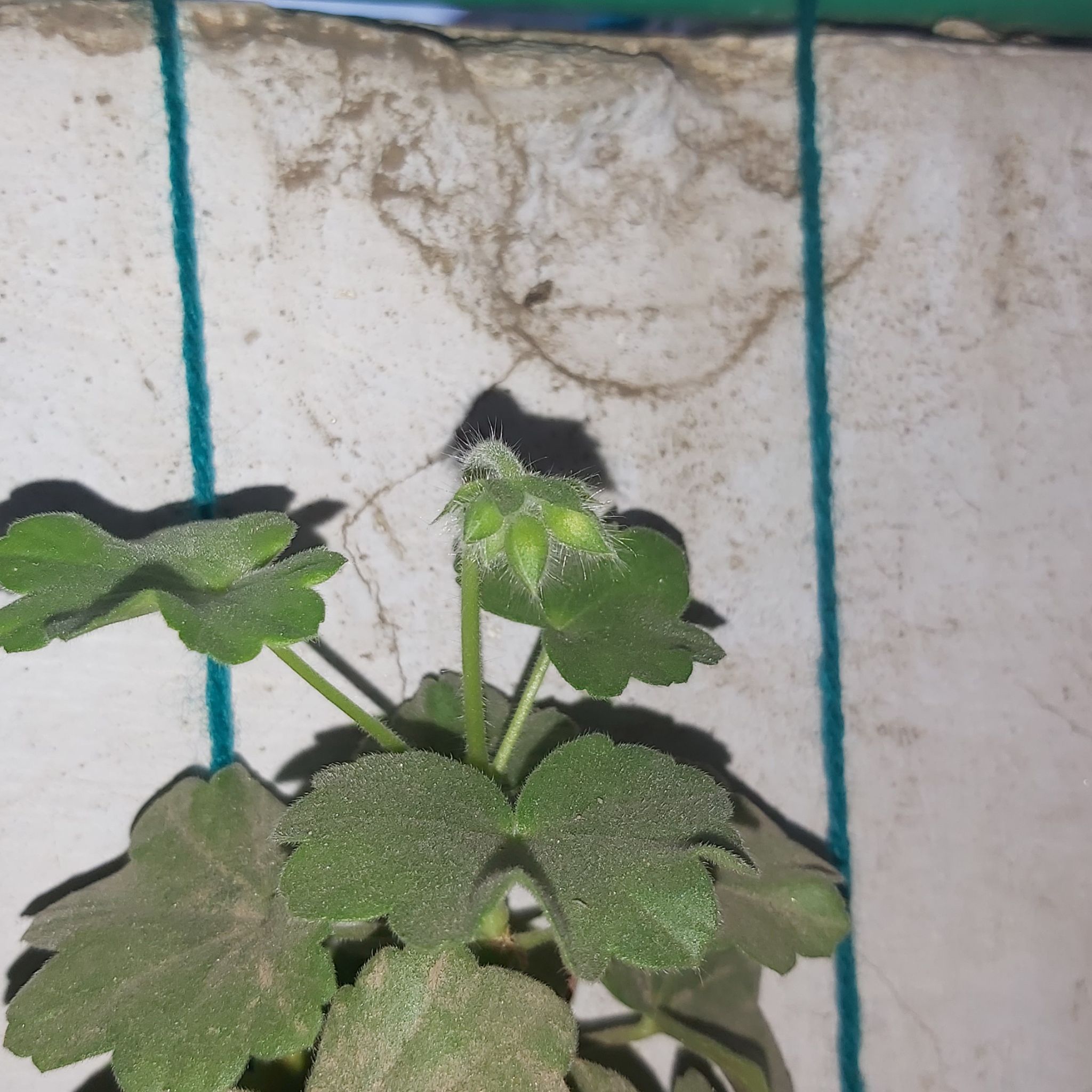 Photo of the plant species Scarlet geranium by @J3llyb34n named Elle on Greg, the plant care app