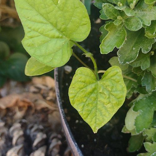 Photo of the plant species Japanese Morning Glory by @SaintlyGardenia named Miley on Greg, the plant care app