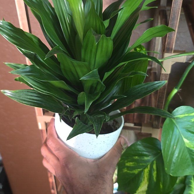 Photo of the plant species Janet Craig Plant by @DerrickRashid named Dracaena - Janet Craig on Greg, the plant care app