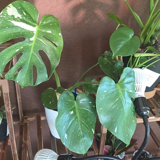 Photo of the plant species Monsterra Thai Constellation by @DerrickRashid named Monstera - Thai Constellation on Greg, the plant care app