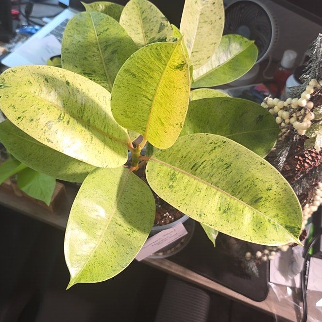 Photo of the plant species Ficus Shivereana Moonshine by @DerrickRashid named Ficus - Moonshine/Shivereana on Greg, the plant care app