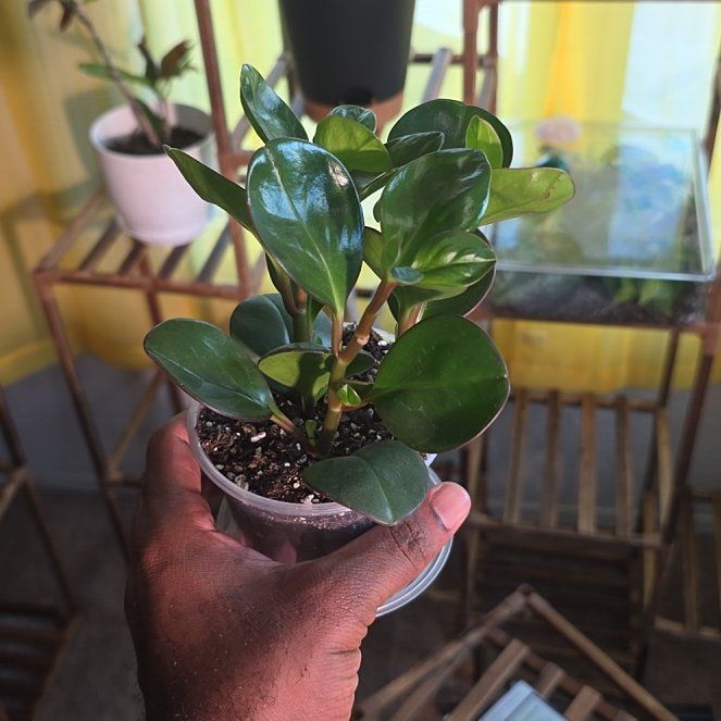 Photo of the plant species 'Salt N' Pepper' by @DerrickRashid named Peperomia - Spice Is Nice on Greg, the plant care app