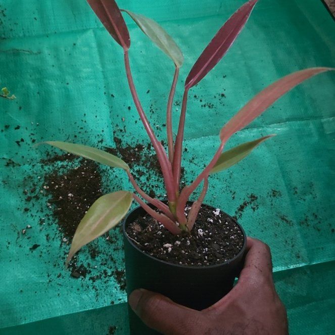 Photo of the plant species Philodendron mexicanum by @DerrickRashid named Philodendron - Mexicanum on Greg, the plant care app