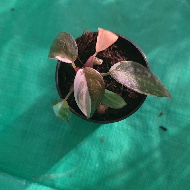 Photo of the plant species Philodendron 'Red Anderson' by @DerrickRashid named 2.rehab.Philodendron - Red Anderson (9) on Greg, the plant care app
