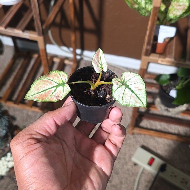 Photo of the plant species Strawberry Star Caladium by @DerrickRashid named Caladium - Strawberry Star on Greg, the plant care app