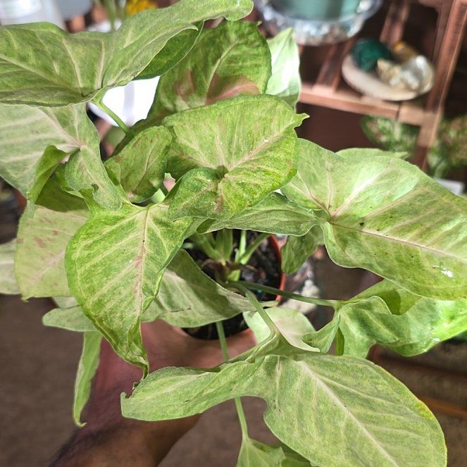 Photo of the plant species Milk Confetti by @DerrickRashid named Syngonium - Milk Confetti on Greg, the plant care app
