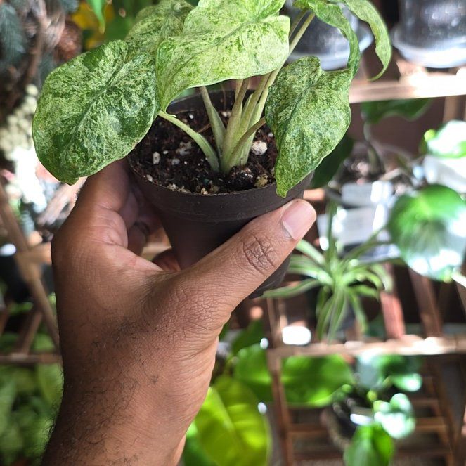 Photo of the plant species Alocasia Odora Batik Varigetated by @DerrickRashid named Alocasia - Odora Batik on Greg, the plant care app