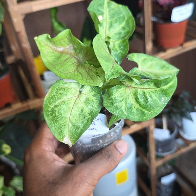 Photo of the plant species Syngonium 'Cream' by @DerrickRashid named Syngonium - Cream Allusion on Greg, the plant care app