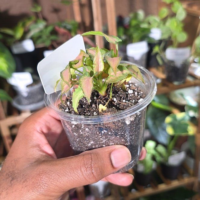 Photo of the plant species Syngonium podophyllum 'Mickey' by @DerrickRashid named Syngonium - Mickey on Greg, the plant care app
