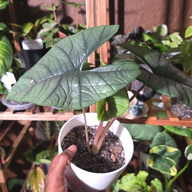 Photo of the plant species Alocasia Bisma by @DerrickRashid named Alocasia - Bisma on Greg, the plant care app