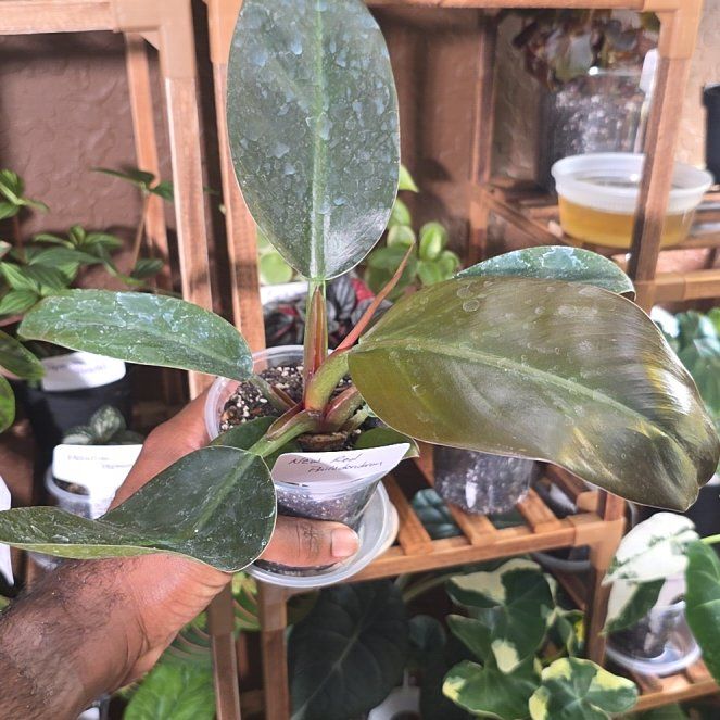 Photo of the plant species Philodendron New Red by @DerrickRashid named Philodendron - New Red on Greg, the plant care app