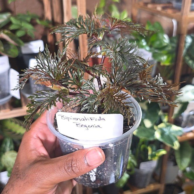 Photo of the plant species Begonia bipinnatifida by @DerrickRashid named Begonia - Bipinnatifida on Greg, the plant care app