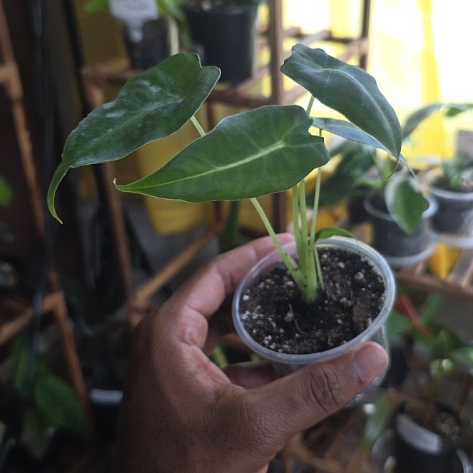 Photo of the plant species Alocasia by @DerrickRashid named Alocasia - Frydek White Veins on Greg, the plant care app