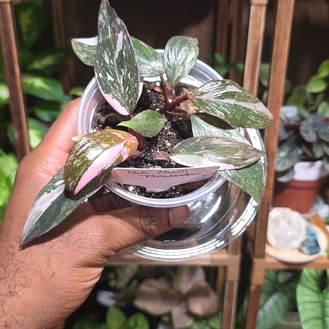 Photo of the plant species Pink Naomi by @DerrickRashid named Philodendron - Pink Naomi (2) on Greg, the plant care app