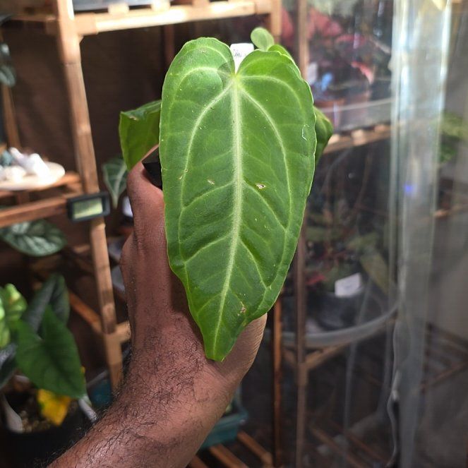 Photo of the plant species Anthurium villenoarum by @DerrickRashid named Anthurium.A - Villenoarum on Greg, the plant care app