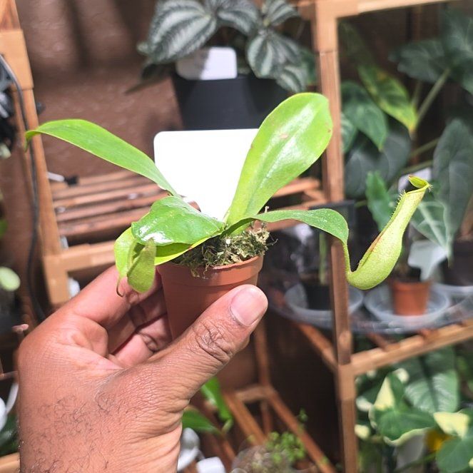 Photo of the plant species Nepenthes x dyeriana by @DerrickRashid named Carnivorous - Napenthes x Dyeriana on Greg, the plant care app