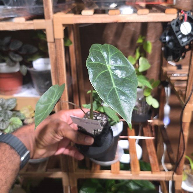 Photo of the plant species Elephant Ear 'Mayan Mask' by @DerrickRashid named Alocasia - Mayan Mask on Greg, the plant care app