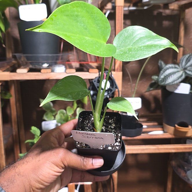 Photo of the plant species Monstera deliciosa var. sierrana by @DerrickRashid named Monstera - Sierrana on Greg, the plant care app