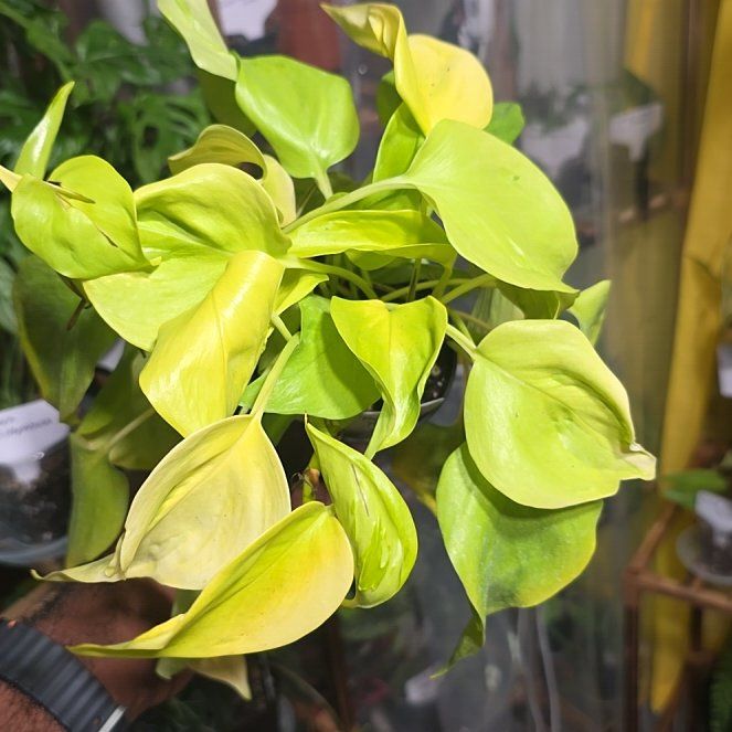 Photo of the plant species São Paulo Pothos by @DerrickRashid named Epipremnum - São Paulo on Greg, the plant care app