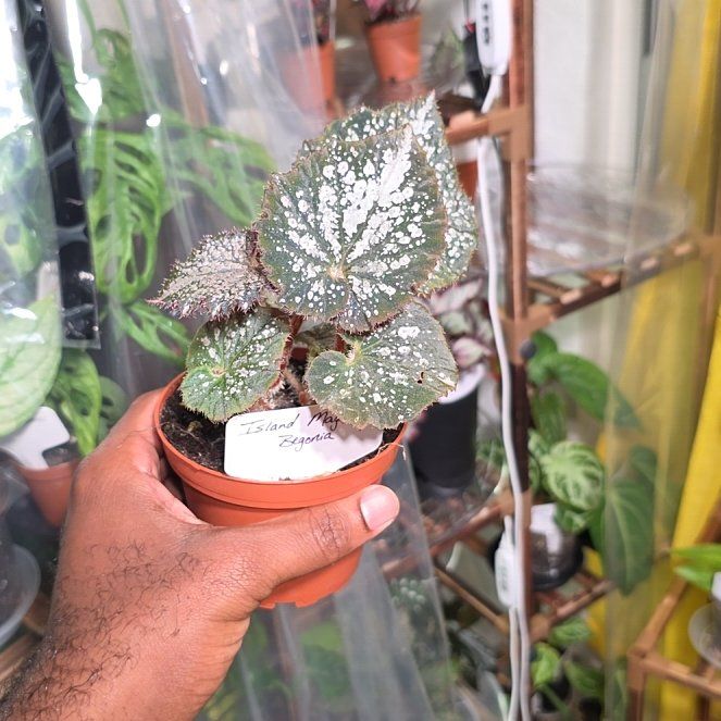 Photo of the plant species Island Magic Begonia by @DerrickRashid named Begonia - Island Magic on Greg, the plant care app
