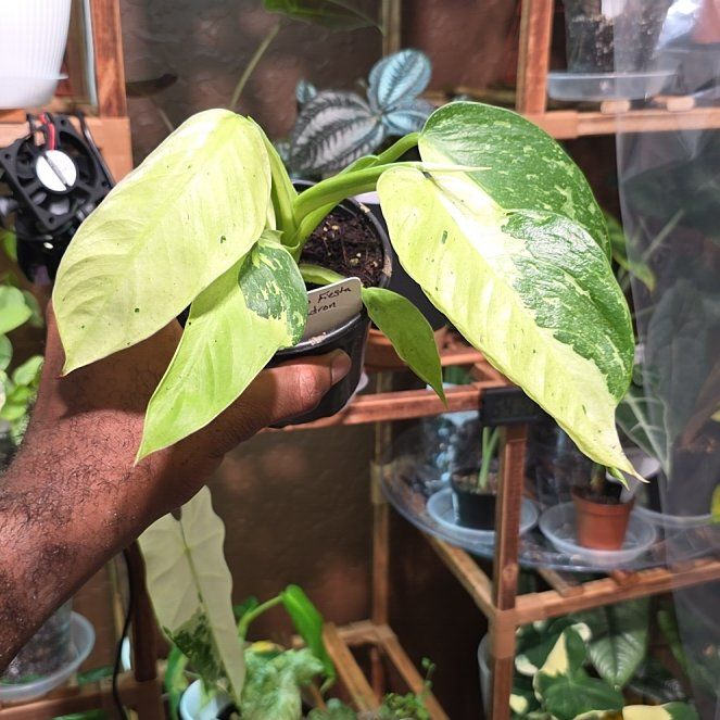 Photo of the plant species Philodendron Jose Bueno Fiesta by @DerrickRashid named Philodendron - José Buono Fiesta on Greg, the plant care app