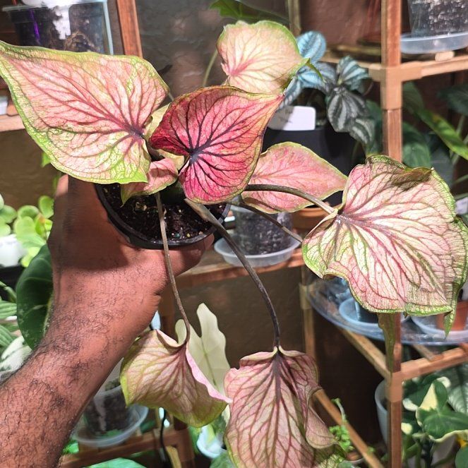 Photo of the plant species Caladium 'Thai Beauty' by @DerrickRashid named Caladium - Thai Beauty on Greg, the plant care app