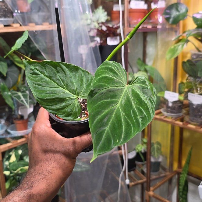 Photo of the plant species Philodendron 'Verrucosum' by @DerrickRashid named Philodendron - Verrucosum on Greg, the plant care app