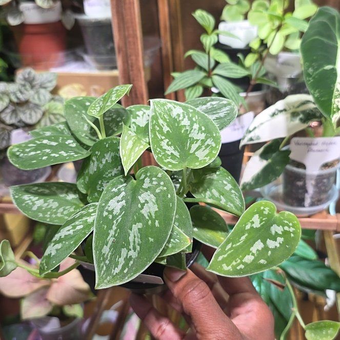 Photo of the plant species Scindapsus 'Silvery Ann' by @DerrickRashid named Scindapsus - Silver Ann on Greg, the plant care app
