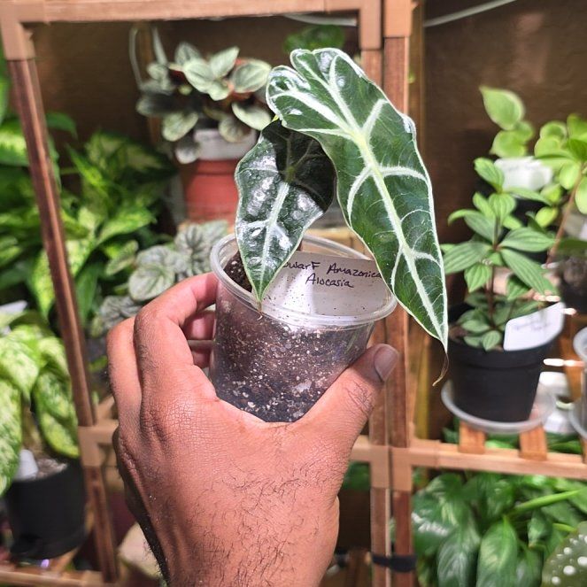 Photo of the plant species Dwarf Amazonica by @DerrickRashid named Alocasia - Dwarf Amazonica on Greg, the plant care app