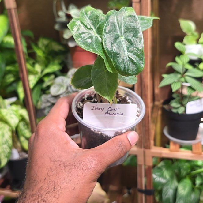 Photo of the plant species ivory coast by @DerrickRashid named Alocasia - Ivory Coast on Greg, the plant care app