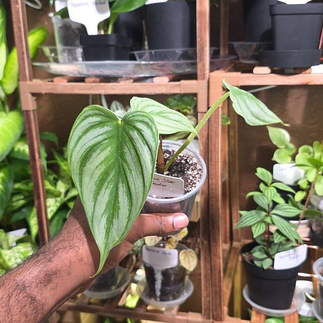 Photo of the plant species Philodendron pastazanum 'Silver' by @DerrickRashid named Philodendron - Pastazanum Silver on Greg, the plant care app