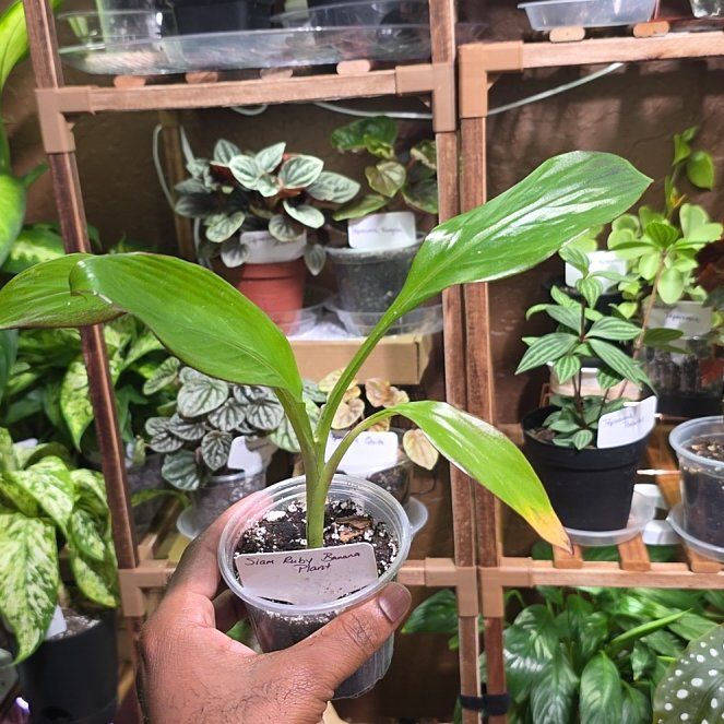 Photo of the plant species Musa 'Siam Ruby' by @DerrickRashid named Fruit Tree - Musa - Siam Ruby on Greg, the plant care app