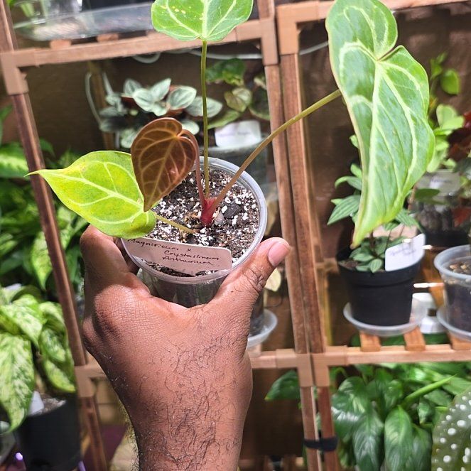 Photo of the plant species Anthurium crystallinum magnificum by @DerrickRashid named Anthurium.A - Crystallinum x Magnificum on Greg, the plant care app