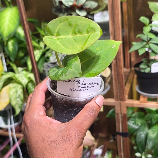 Photo of the plant species Clarinervium Anthurium by @DerrickRashid named Anthurium.A - Clarinervium x Carla Dark Form on Greg, the plant care app