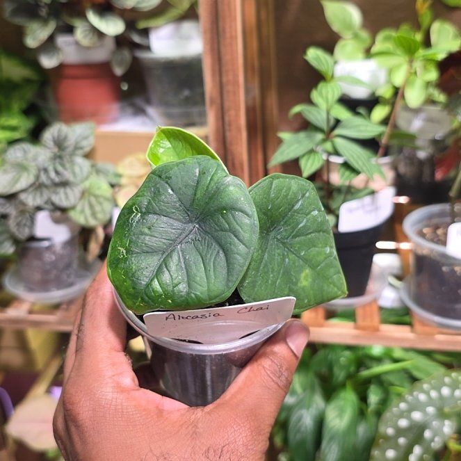 Photo of the plant species Alocasia Chaii by @DerrickRashid named Alocasia - Chaii on Greg, the plant care app