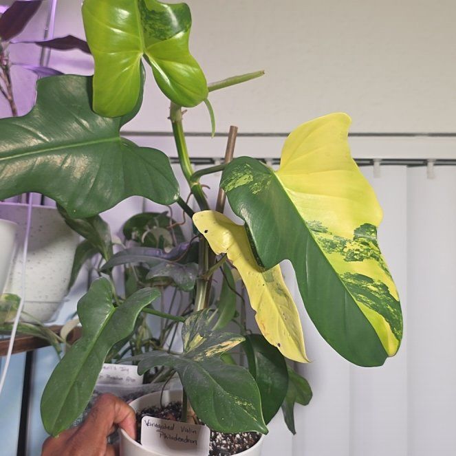 Photo of the plant species Variegated Horsehead Philodendron by @DerrickRashid named Philodendron - Variegated Violin on Greg, the plant care app