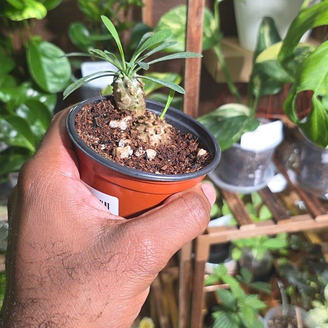 Photo of the plant species Euphorbia Gabizan by @DerrickRashid named Euphorbia - Gabizan on Greg, the plant care app