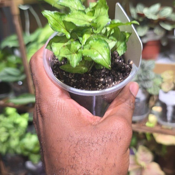 Photo of the plant species Goosefoot Plant by @DerrickRashid named Syngonium - Yami Red Wine on Greg, the plant care app