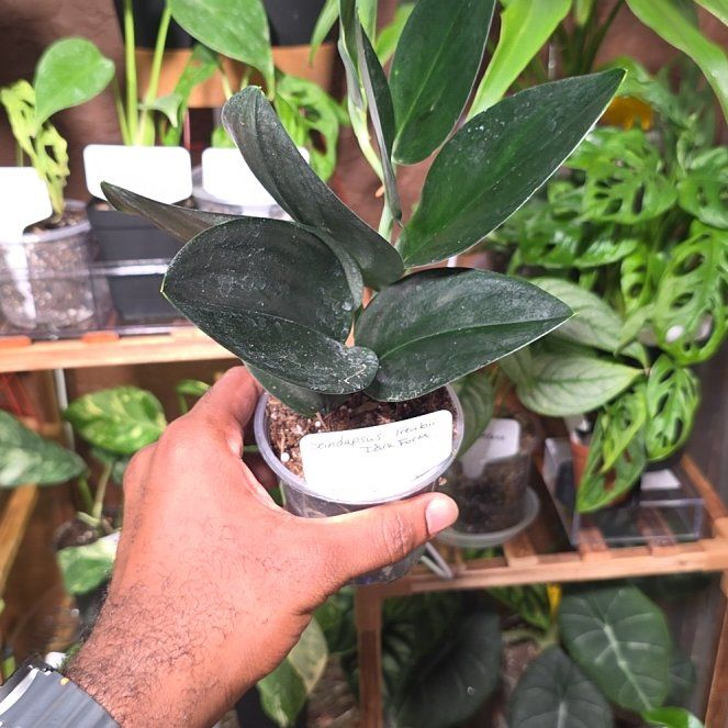 Photo of the plant species Scindapsus treubii 'Dark Form' Variegated by @DerrickRashid named Scindapsus - Treubii Dark Form on Greg, the plant care app