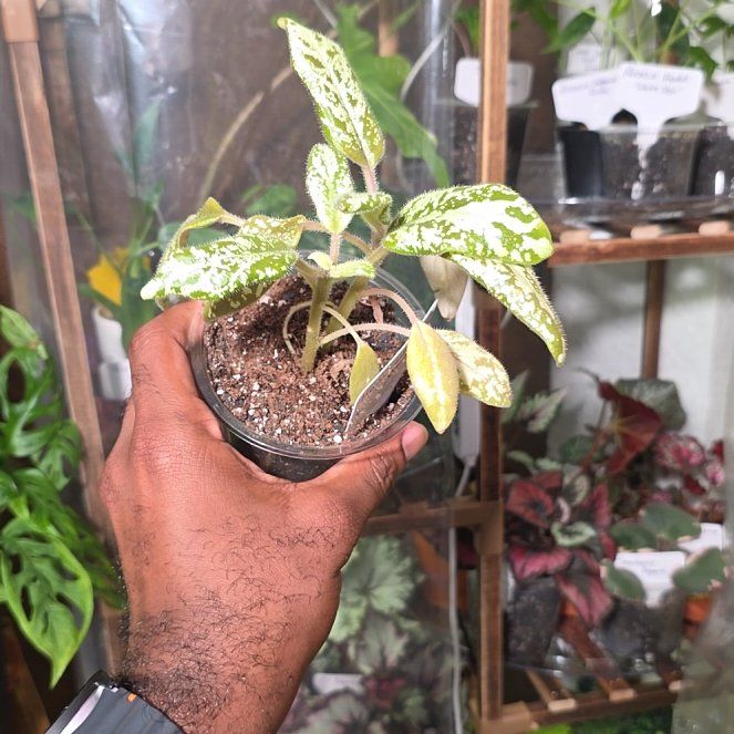 Photo of the plant species Michaelmoelleria vietnamensis by @DerrickRashid named Michaelmoelleria vietnamensis on Greg, the plant care app