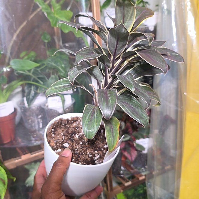Photo of the plant species Cordyline 'Chocolate Queen' by @DerrickRashid named Cordyline - Chocolate Queen on Greg, the plant care app