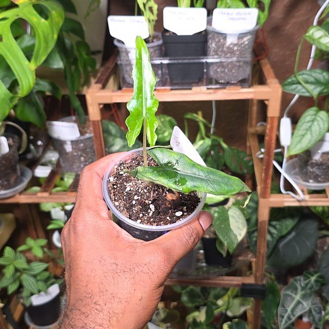 Photo of the plant species Alocasia sabrina by @DerrickRashid named Alocasia - Sabrina on Greg, the plant care app