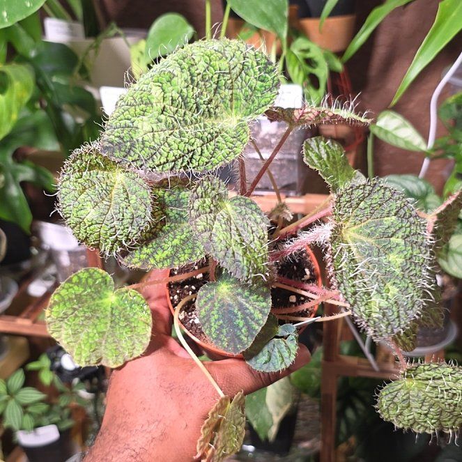 Photo of the plant species Begonia sizemoreae by @DerrickRashid named Begonia - Sizemoreae on Greg, the plant care app