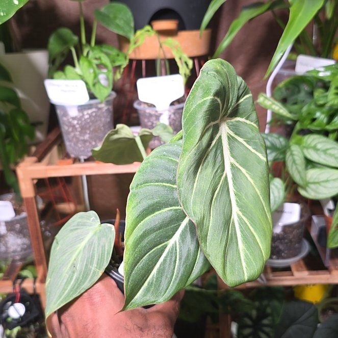 Photo of the plant species Philodendron Gloriosum Zebra by @DerrickRashid named Philodendron - Gloriosum Zebra on Greg, the plant care app