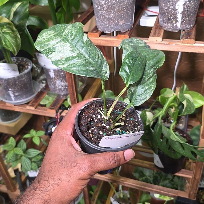 Photo of the plant species Rhaphidophora puberula 'Variegata' by @DerrickRashid named Rhaphidophora - Puberula Variegated on Greg, the plant care app
