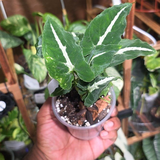 Photo of the plant species Arrowhead Vine by @DerrickRashid named Syngonium - Wendlandii on Greg, the plant care app