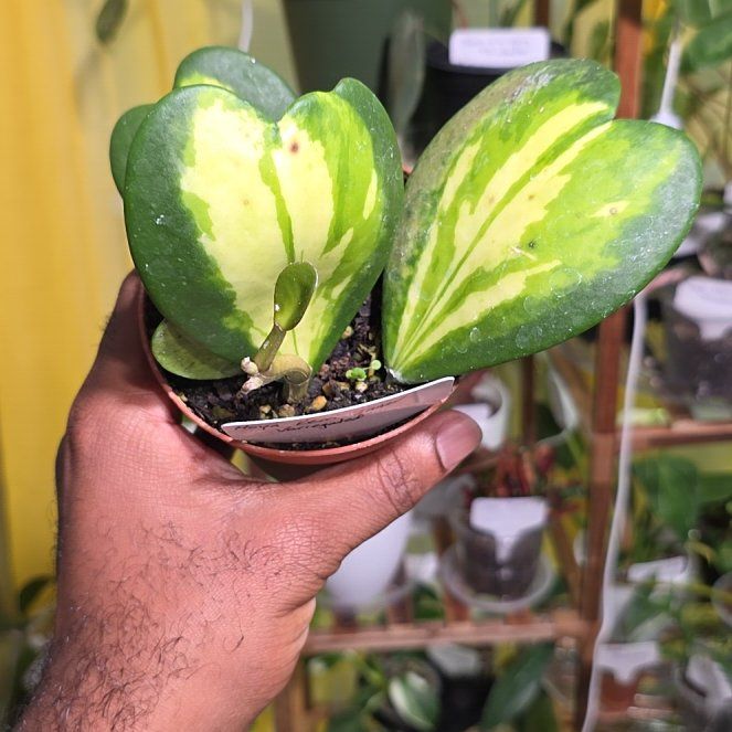 Photo of the plant species Hoya Kerrii Heart 'Flame' by @DerrickRashid named Hoya - Kerri Inner Variegated on Greg, the plant care app