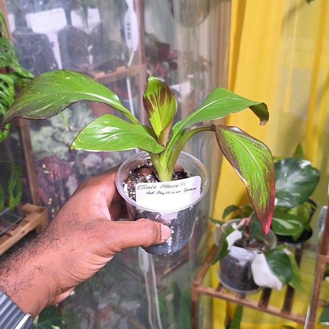 Photo of the plant species Ensete v Maurellii,Red banana by @DerrickRashid named Ensete - Maurelii Banana on Greg, the plant care app
