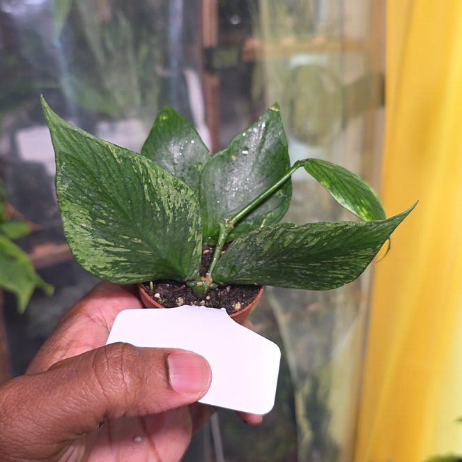 Photo of the plant species Broget Hoya by @DerrickRashid named Hoya - Polyneura Silver Broget on Greg, the plant care app