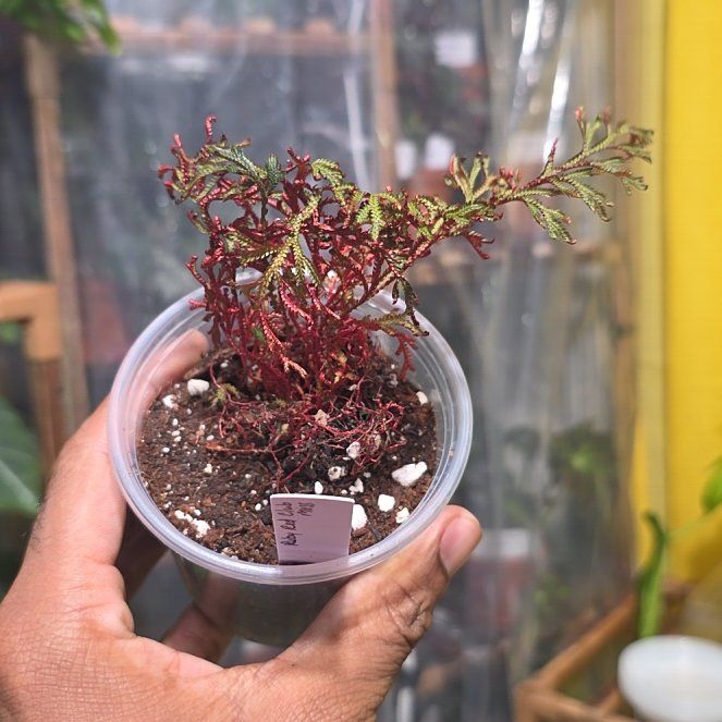 Photo of the plant species Ruby Red Club Moss by @DerrickRashid named Fern Ally - Ruby Red Club Moss on Greg, the plant care app